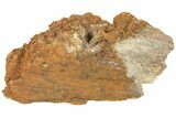 Polished, Agatized Fossil Coral - Florida #188151-1